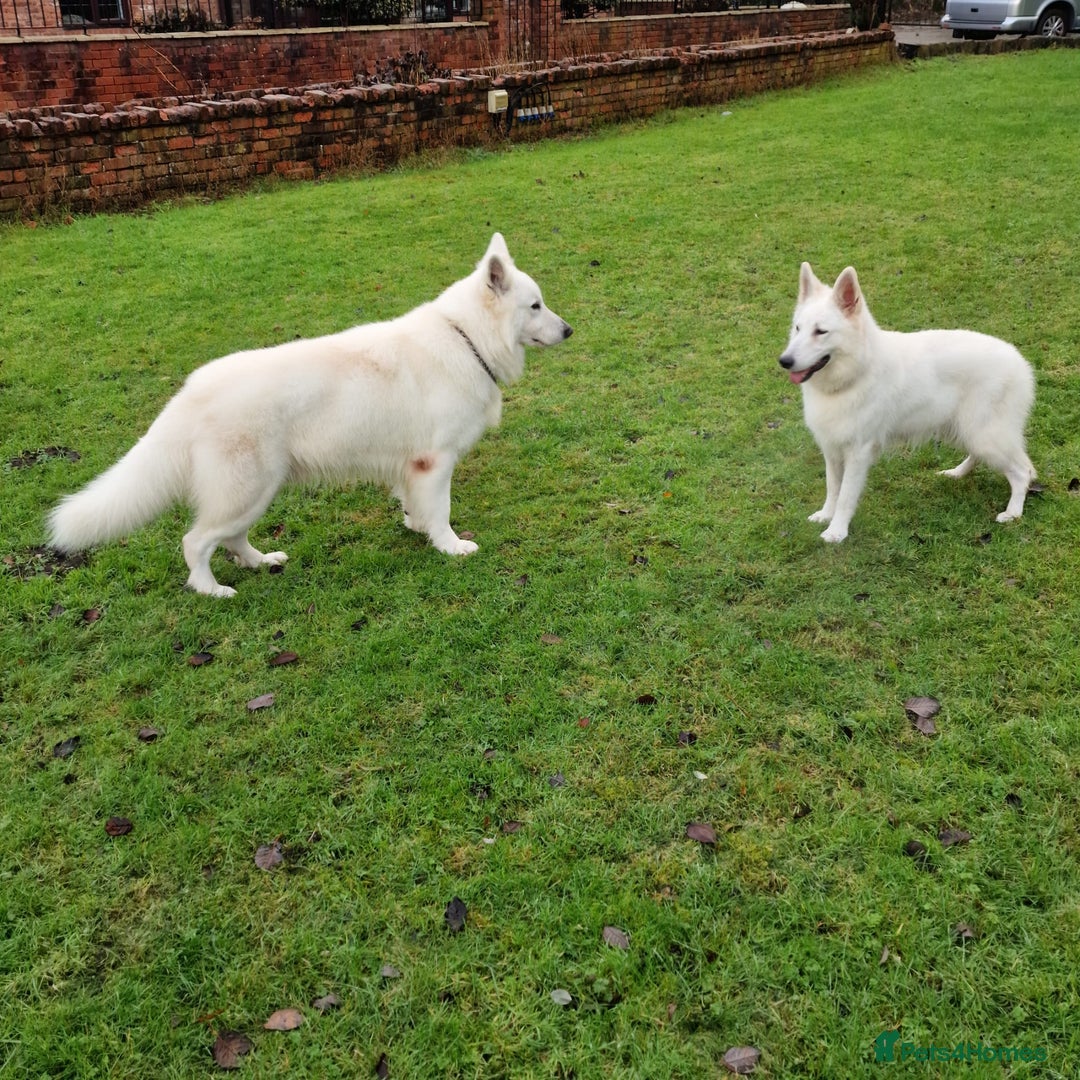 White Swiss Shepherd dogs for sale: ✨KC Reg Long Coat Swiss Shepherds– Champion Lines✨ - Advert 14