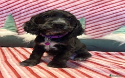 Cocker Spaniel dogs for sale: Cocker Spaniel Girls  - Advert 5