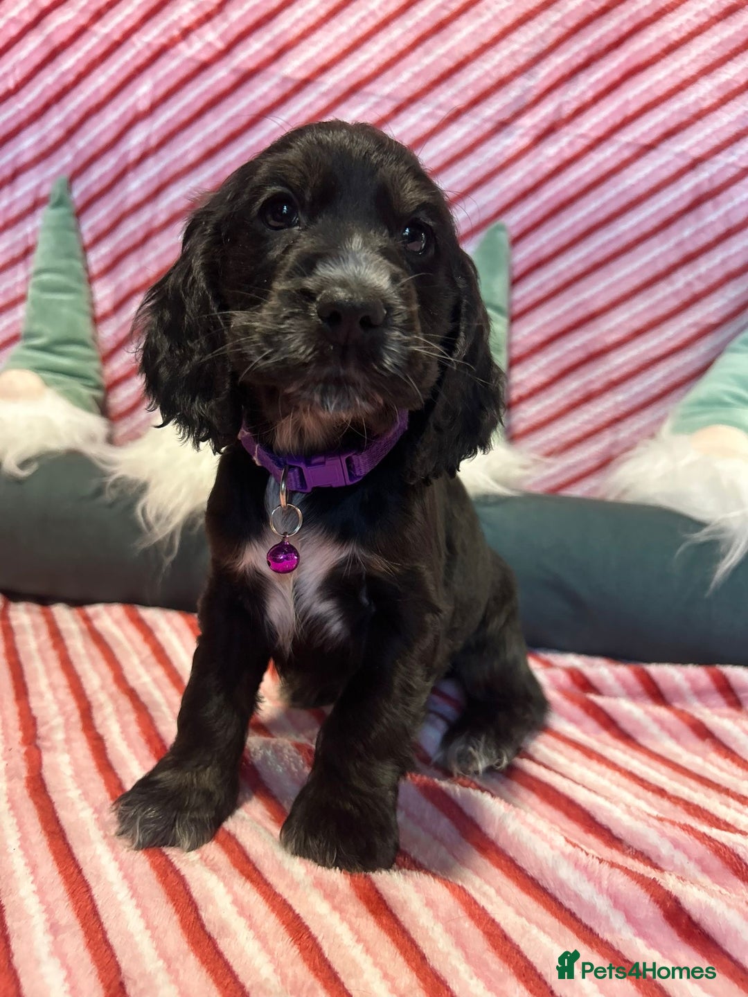 Cocker Spaniel dogs for sale: Cocker Spaniel Girls  - Advert 5