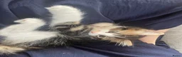 Turkish Angora cats for sale: Turkish angora  mix kittens  - Advert 5