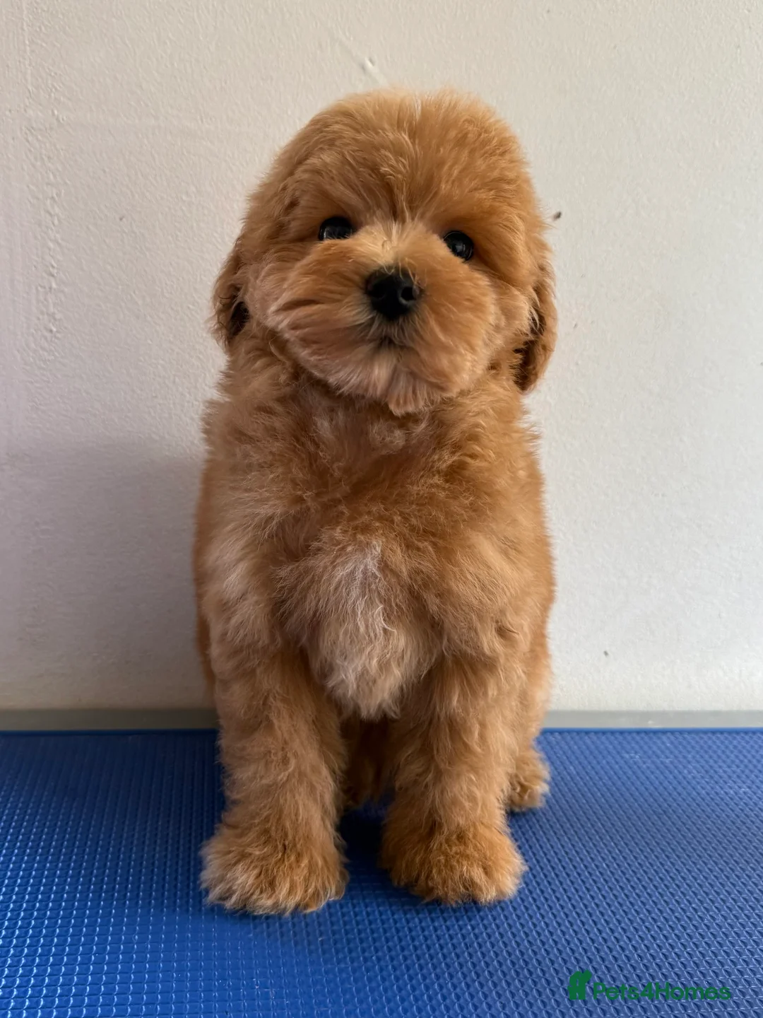 Schnoodle dogs for sale: F1 Toy Mega Coat Schnoodles - Advert 13