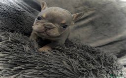 French Bulldog dogs for sale: KC Fluffy Carriers Isabella French Bulldogs puppy - Image 14