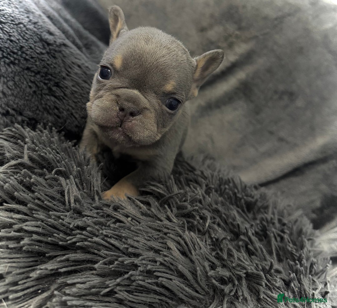 French Bulldog dogs for sale: KC Fluffy Carriers Isabella French Bulldogs puppy - Image 14