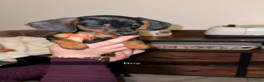 Miniature Dachshund 2