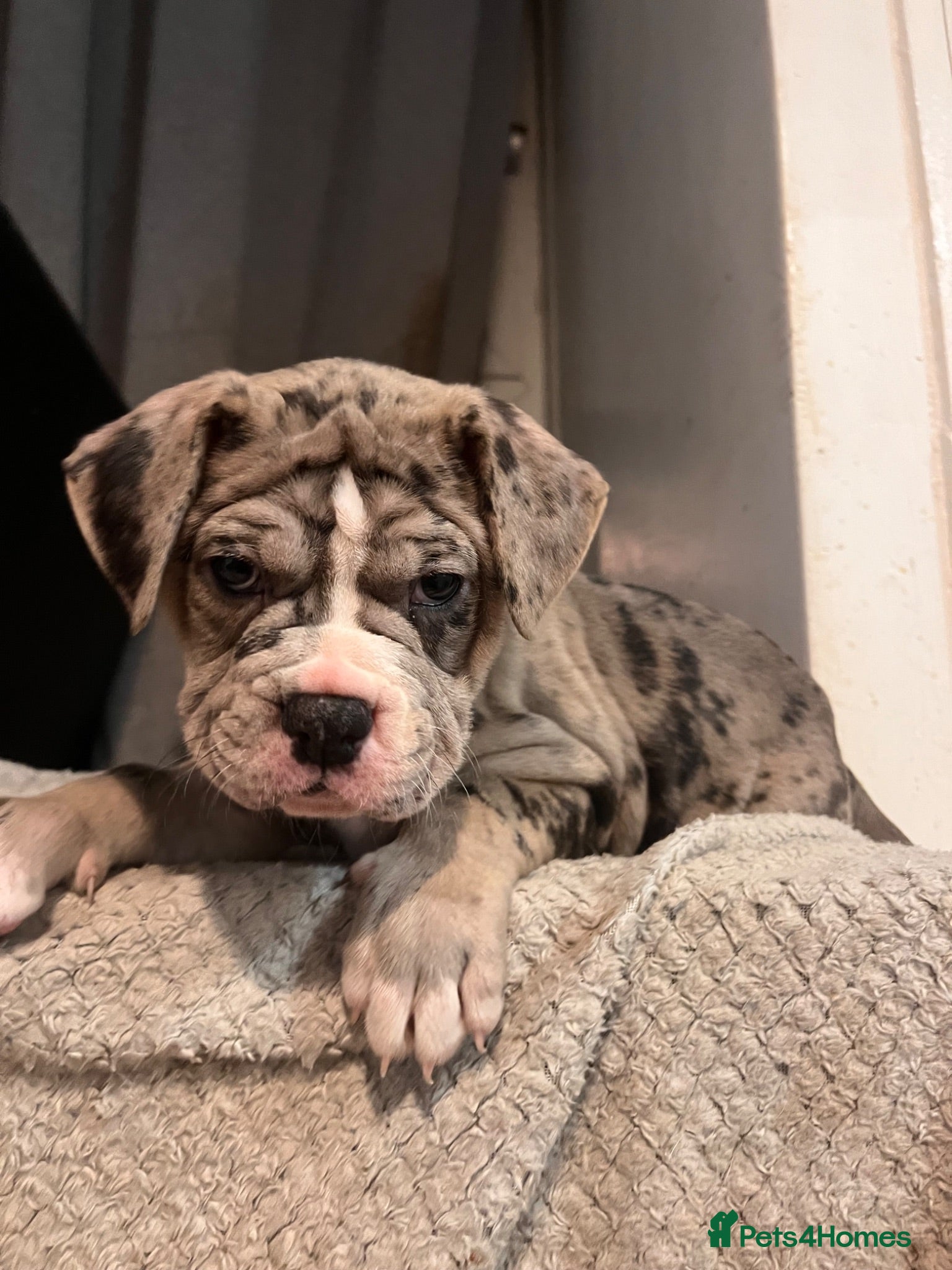 Alapaha Blue Blood Bulldog dogs Alapaha blue blood bulldog - Advert 1