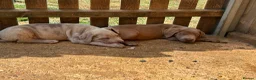 Cane Corso dogs for sale: Cane corso pups  in Dereham - Advert 5