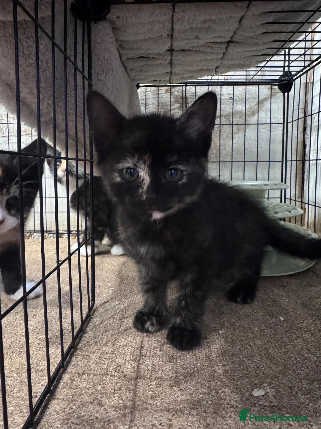 Mixed Breed cats for sale: Gorgeous Calico/Tortie/Tux Kittens - Advert 12
