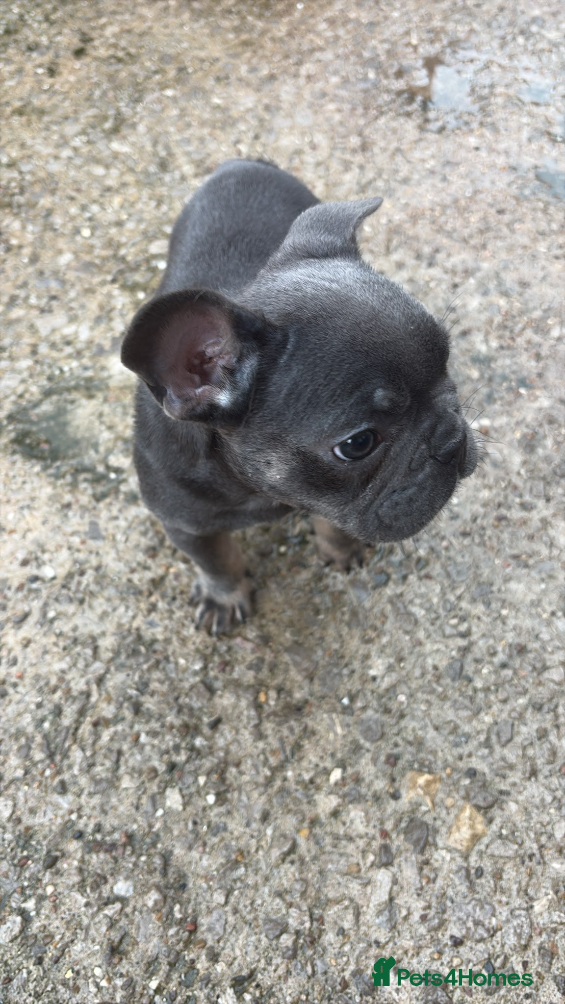 French Bulldog dogs Blue Grey frenchie little boy  - Advert 5