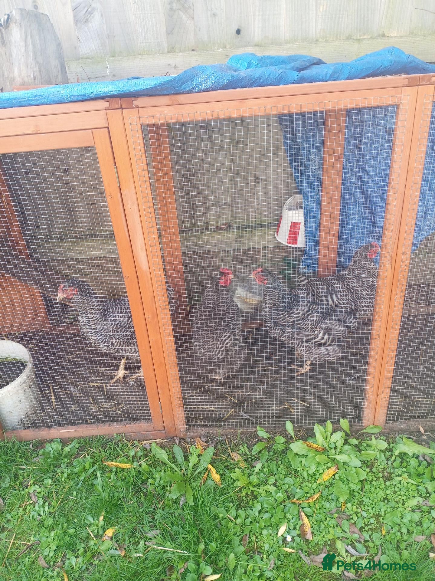 Chickens poultry Free..  - Advert 1