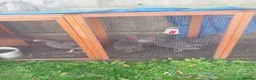 Chickens poultry for sale: Free..  - Advert 1