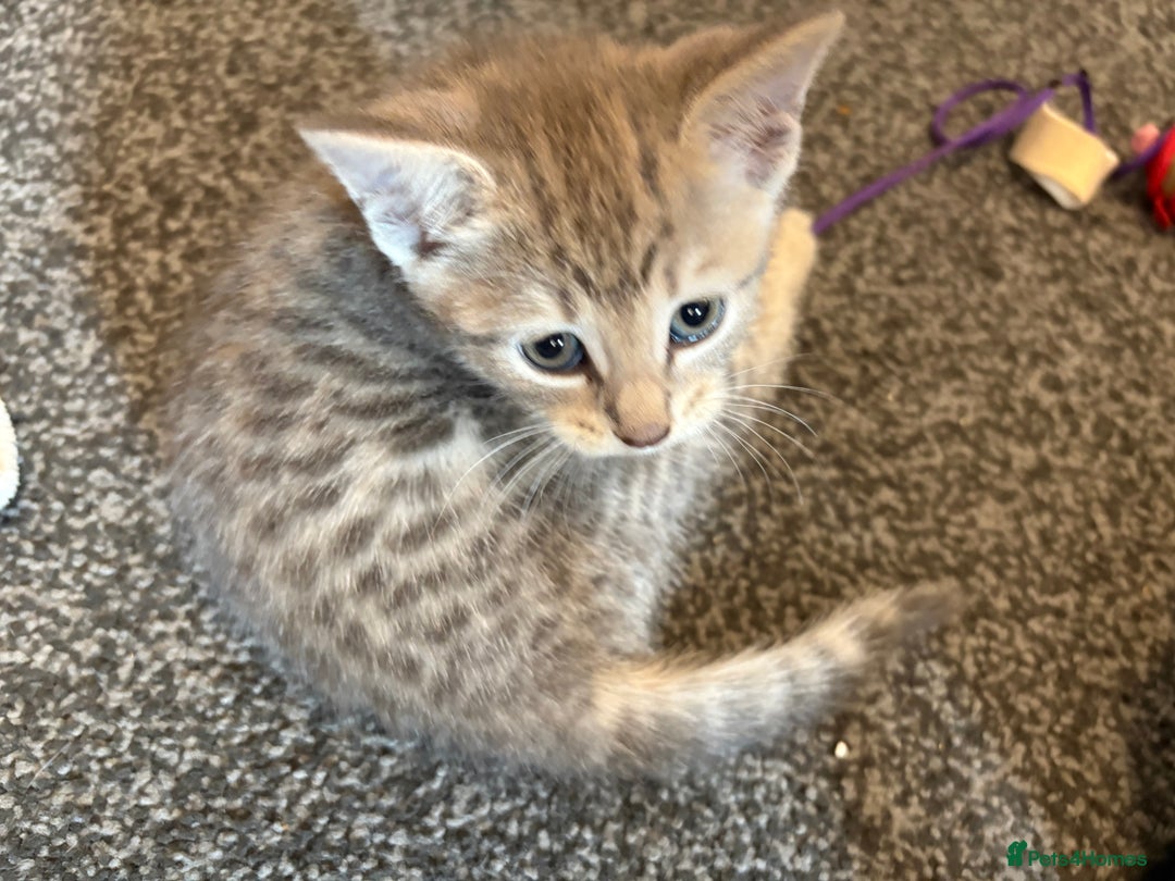 Mixed Breed cats for sale: Silver/grey tabby kitten  - Image 4