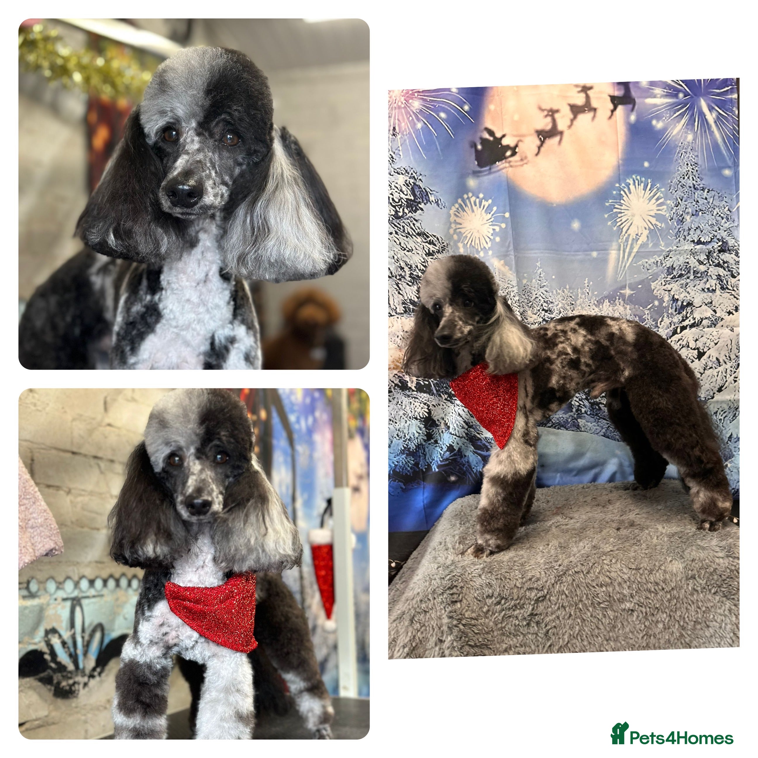 Miniature Poodle dogs Blue Merle Miniature Poodle (PROVEN) Health Tested in Sunderland - Advert 13