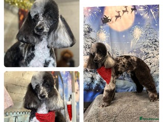 Miniature Poodle dogs in Sunderland - Advert 3