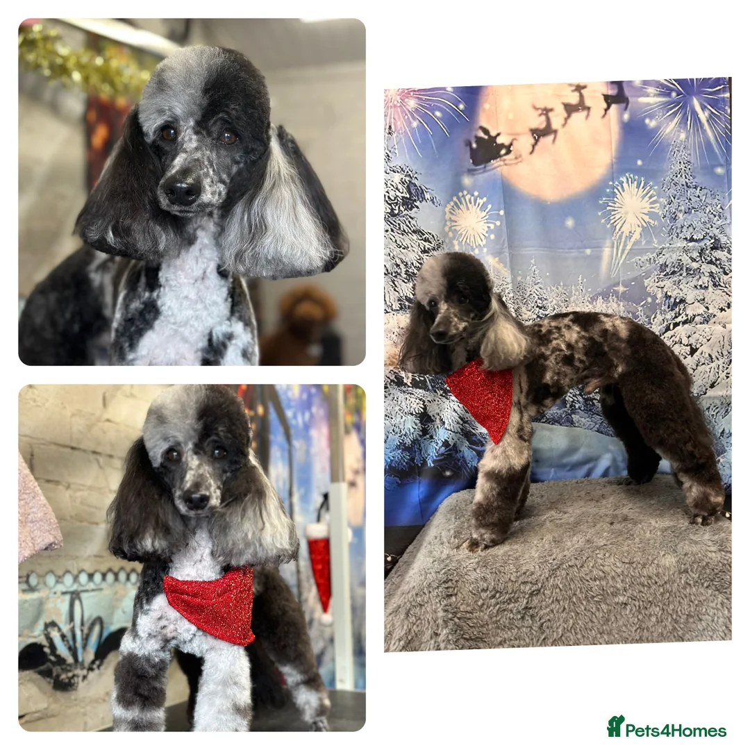 Miniature Poodle dogs for stud: Blue Merle Miniature Poodle (PROVEN) Health Tested in Sunderland - Advert 1