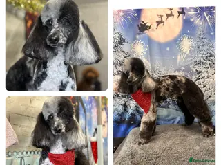 Miniature Poodle dogs Blue Merle Miniature Poodle (PROVEN) Health Tested in Sunderland - Advert 14