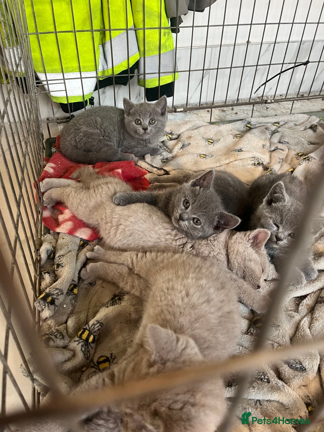 British Shorthair cats for sale: ⭐️British shorthair kittens (LAST 2)⭐️⭐️⭐️ - Image 3