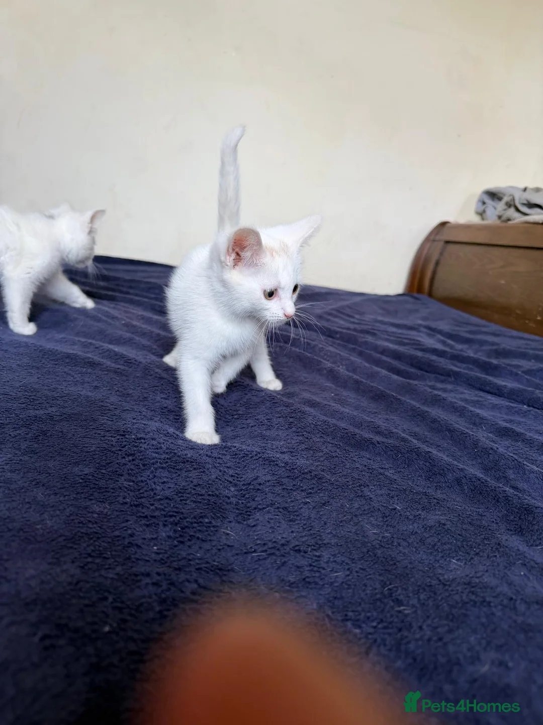 Mixed Breed cats for sale: Kittens  in Birmingham - Advert 2