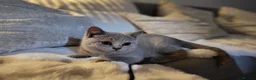 British Shorthair cats for sale: British Shorthair kittens - Advert 3