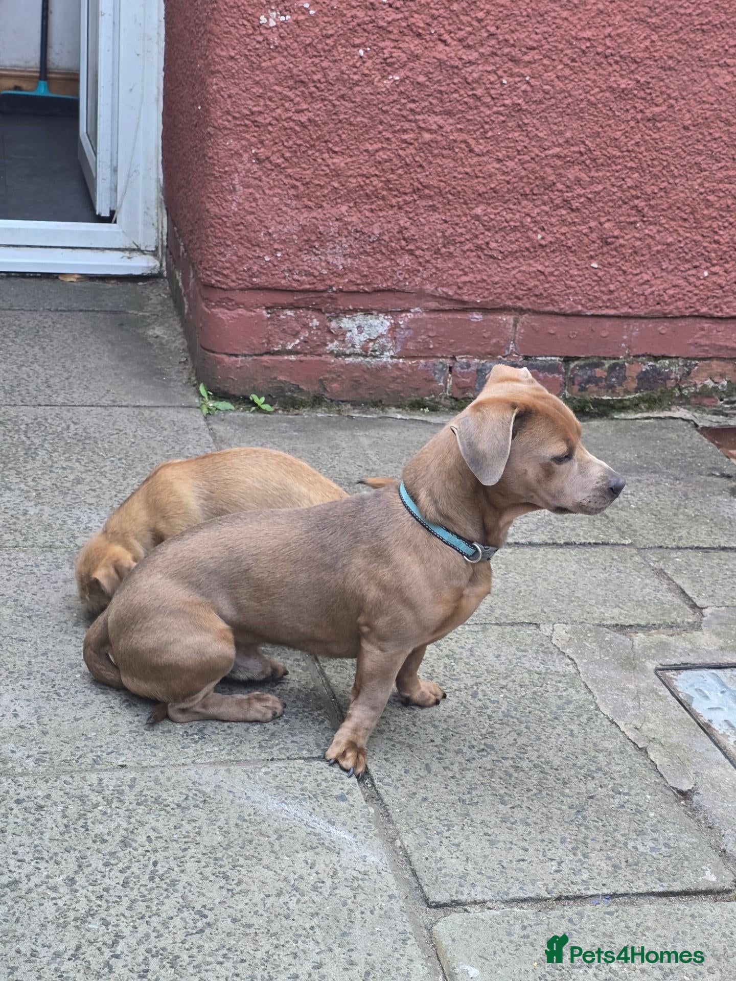 Mixed Breed dogs Rehoming. - Advert 1