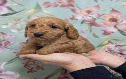 Cockapoo dogs for sale: Show type Cockapoos DNA CLEAR  - Image 14