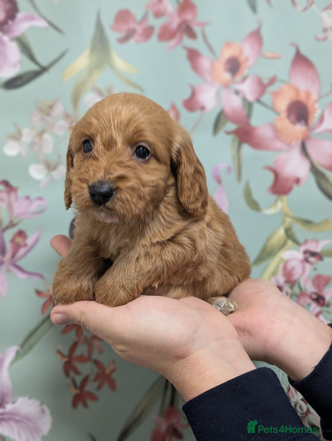 Cockapoo dogs for sale: Show type Cockapoos DNA CLEAR  - Image 14