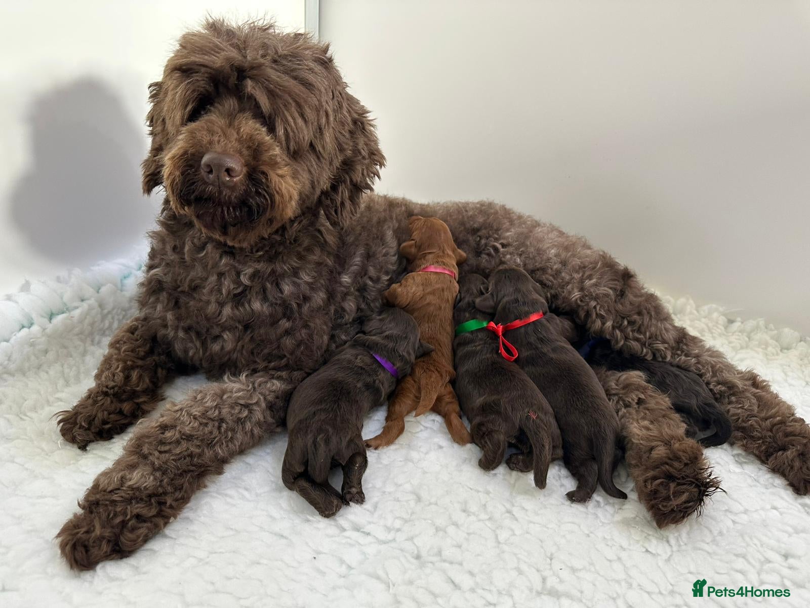 Australian Labradoodle dogs Superior Authentic Australian Labradoodle Puppies - Advert 1