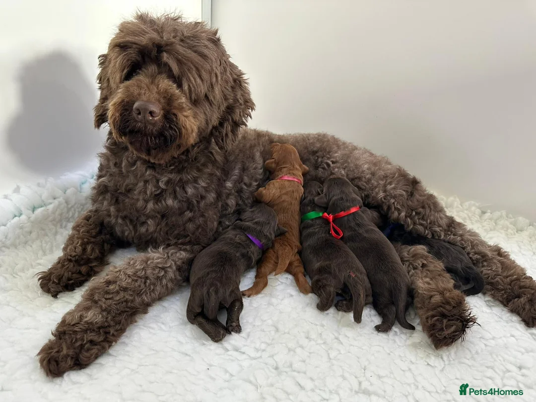 Australian Labradoodle dogs for sale: Superior Authentic Australian Labradoodle Puppies - Advert 1