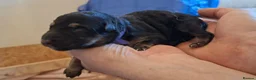 German Shepherd dogs for sale: Purebred Straight Backed German Shepherd Puppies - Advert 6