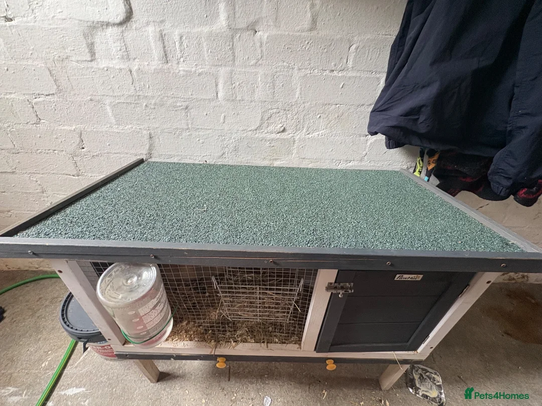 Mini Lop rabbits for sale: Bunny and hutch in Sheffield - Advert 3