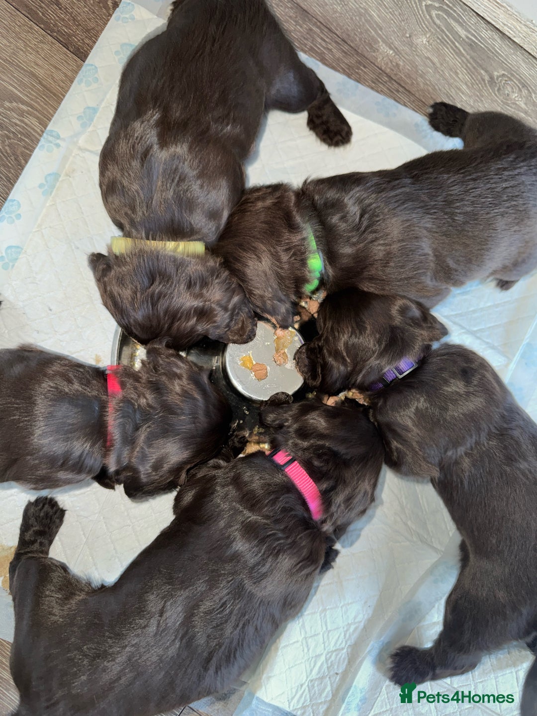 Cocker Spaniel dogs for sale: Cocker spaniel  - Image 3