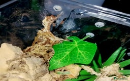 Spiders invertebrates for sale: Trantula collection crested geckos  - Image 32