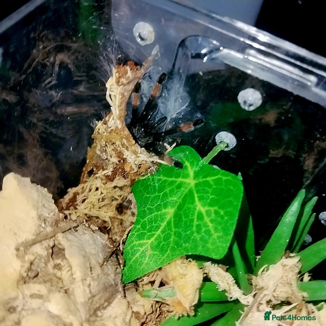 Spiders invertebrates for sale: Trantula collection crested geckos  - Image 32