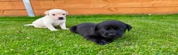 Labrador Retriever dogs for sale: KC Registered Labrador Babies 🐾🐾🐾 - Advert 2