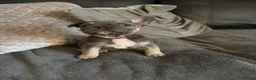 French Bulldog dogs for sale: Blue and tan french bulldog puppies  in Nottingham - Advert 4