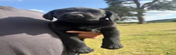 Labrador Retriever dogs for sale: Black Labrador puppies. in York - Advert 23