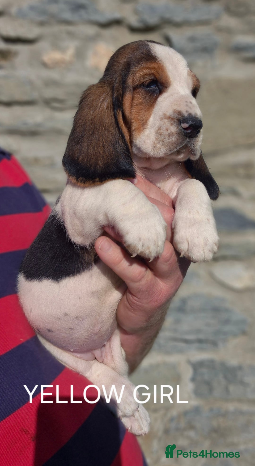Basset Hound dogs for sale: KC BASSET HOUND PUPPIES  - Image 9