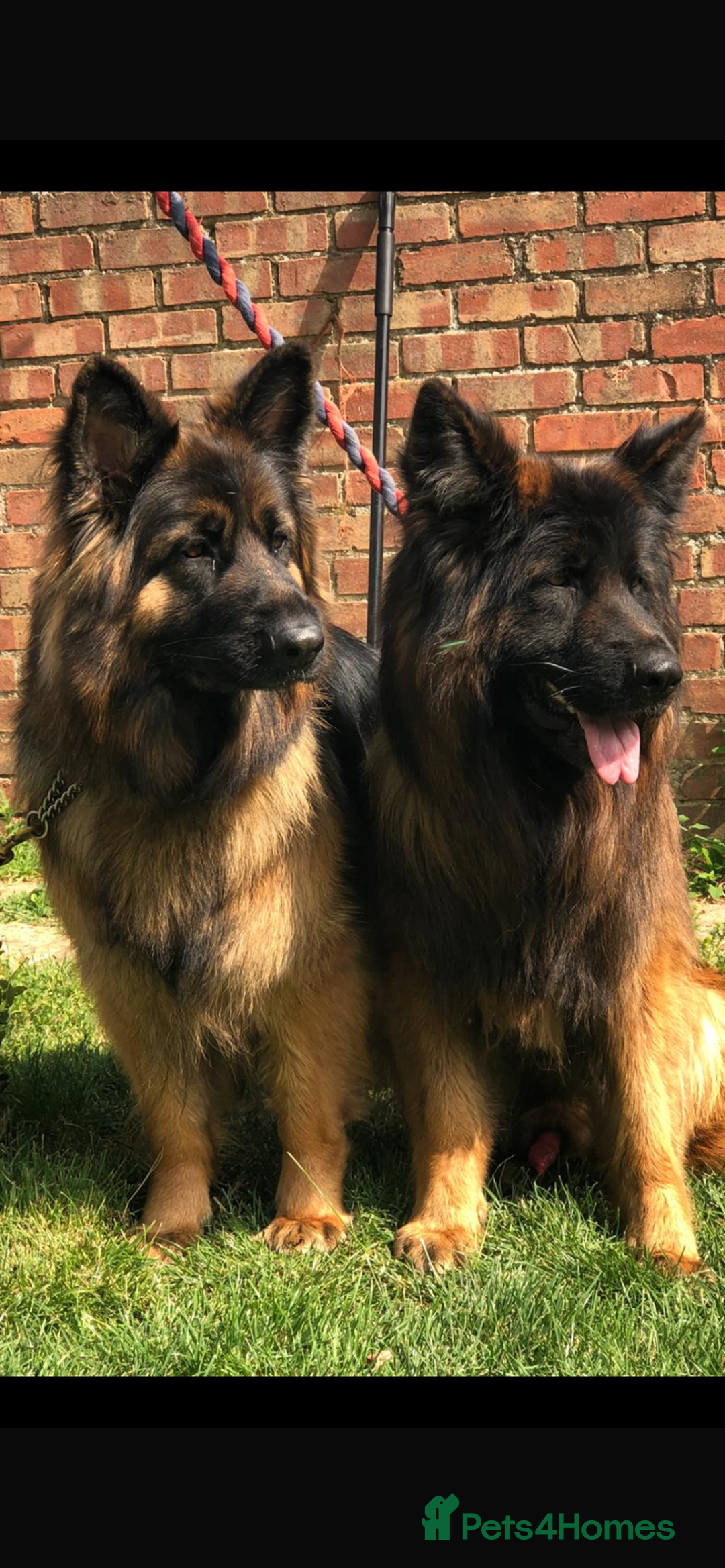 German Shepherd dogs for sale: German shepherd  - Image 3