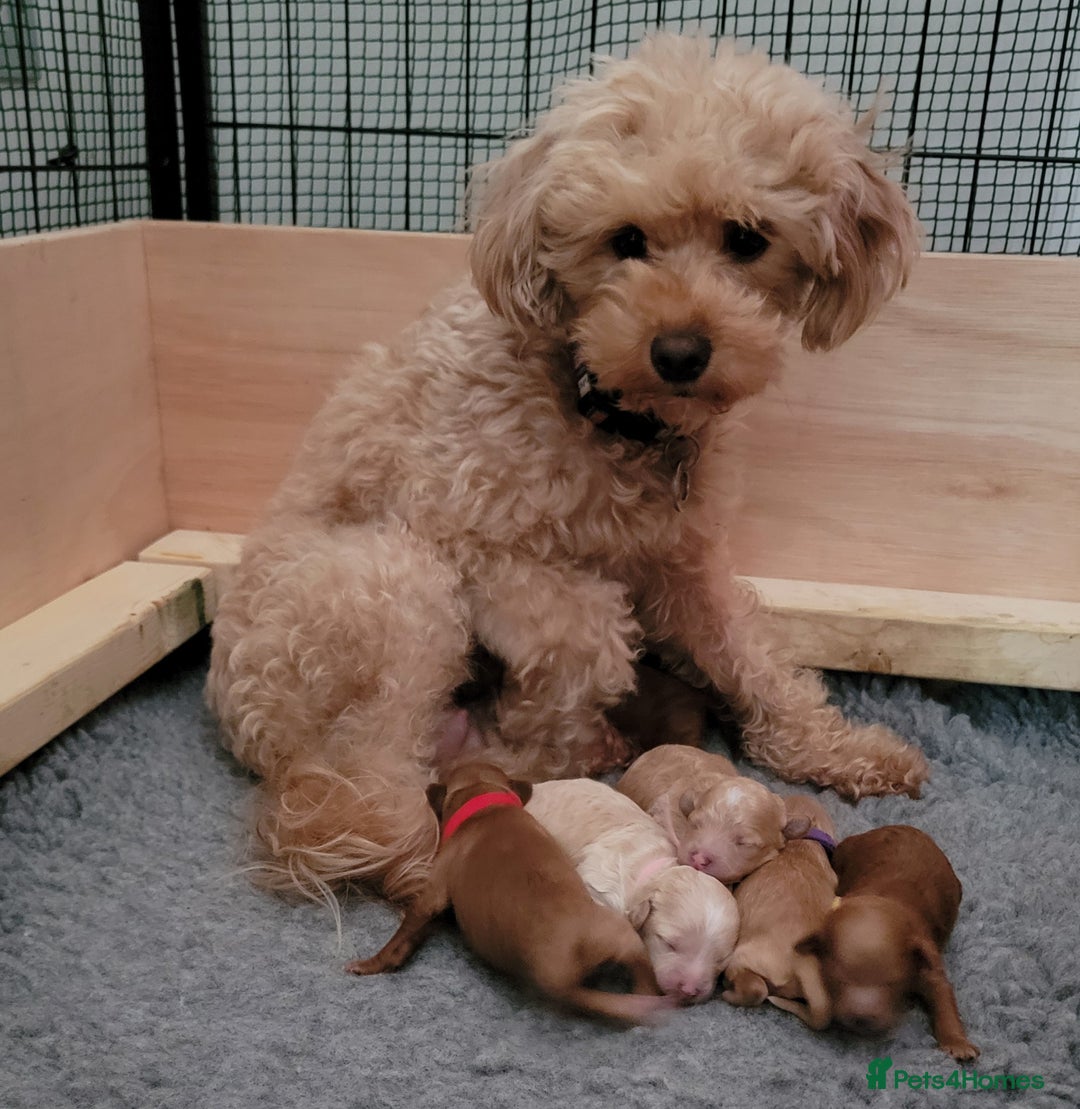 Maltipoo dogs for sale: F1b Maltipoo (Ready to leave now)   - Image 19