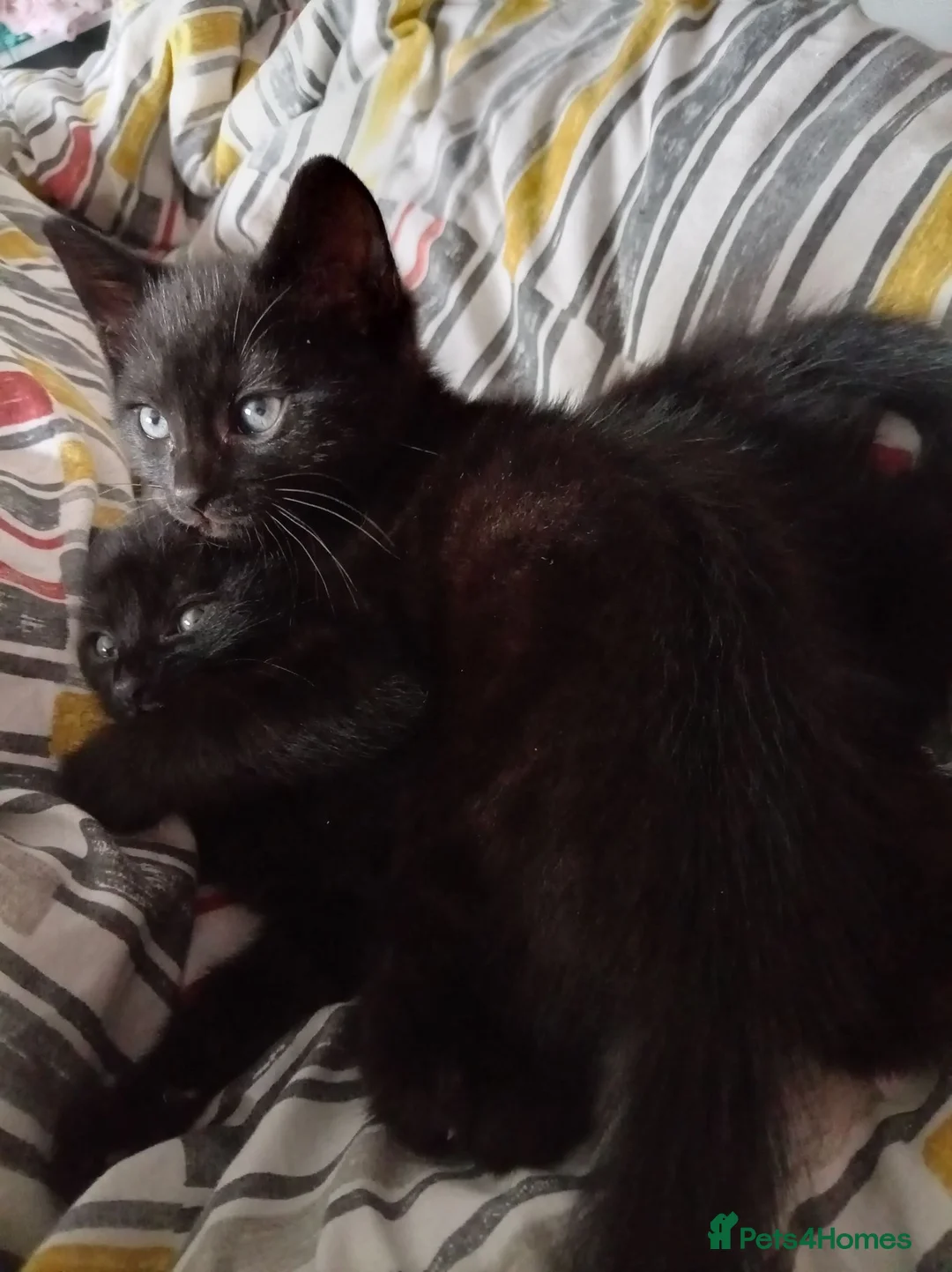 British Shorthair cats for sale: 2 male kittens currently 7weeks old in Birkenhead - Advert 1