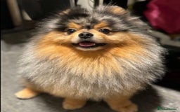 Pomeranian dogs for sale: Pedigree Pomeranian puppies for sale - Advert 12