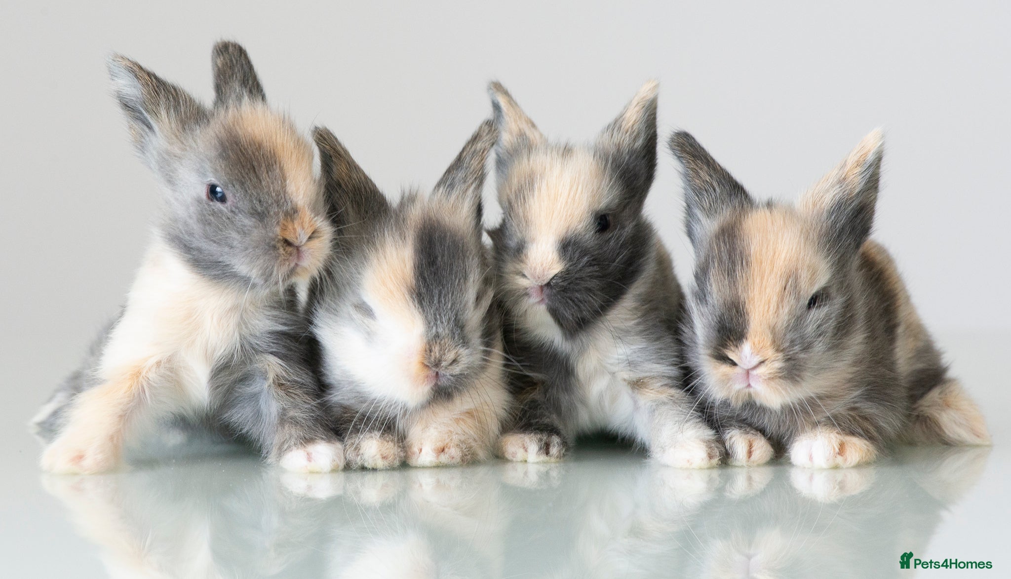 Lionhead rabbits Double-maned Lionhead Bunnies - Advert 5