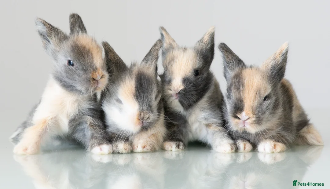 Lionhead rabbits for sale: Double-maned Lionhead Bunnies - Advert 1