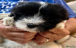 Coton De Tulear dogs for sale: Beautiful Coton de Tulear Puppies - Image 2