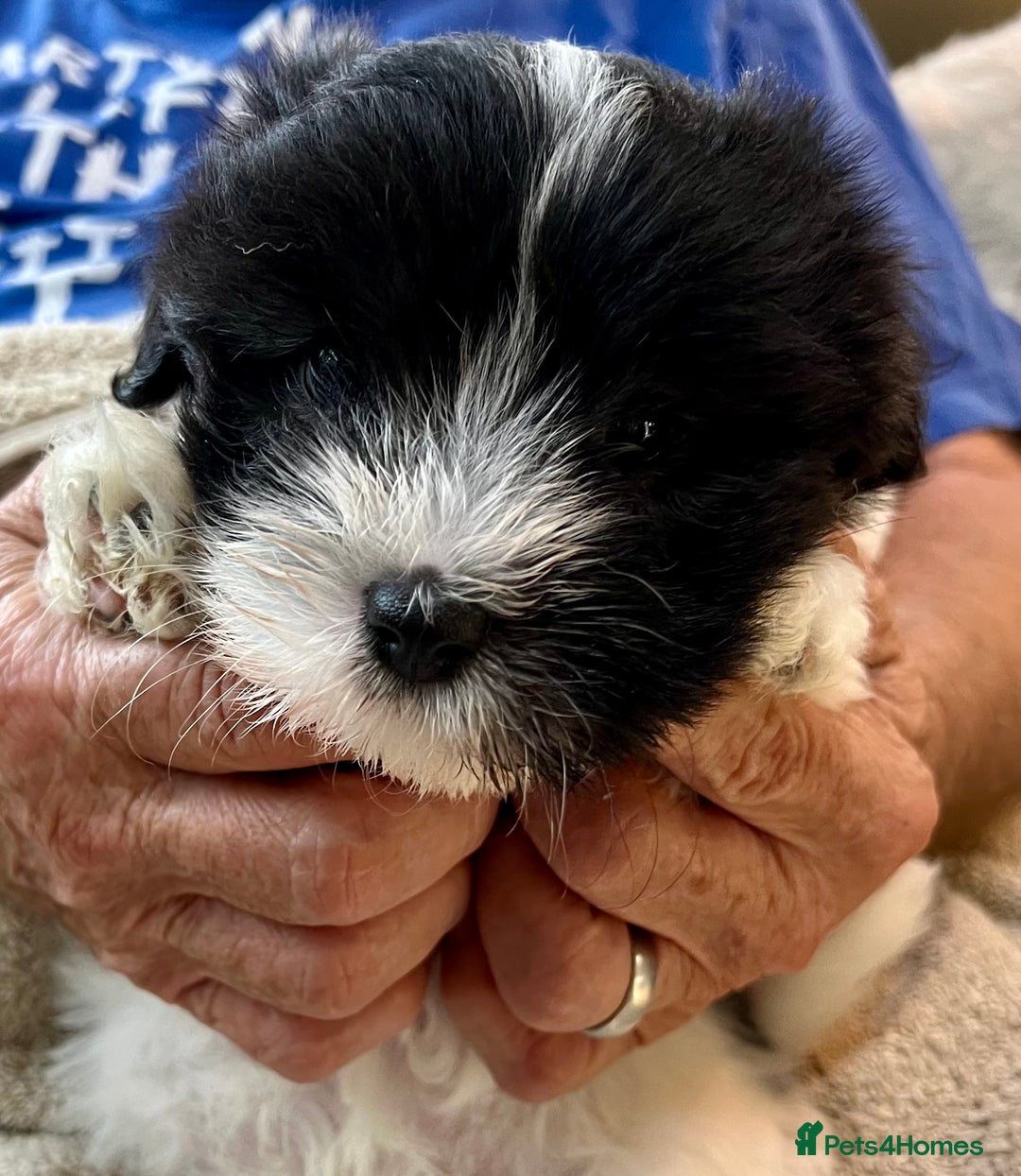 Coton De Tulear dogs for sale: Beautiful Coton de Tulear Puppies - Image 2
