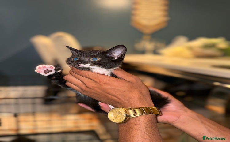 Mixed Breed cats - Advert 1
