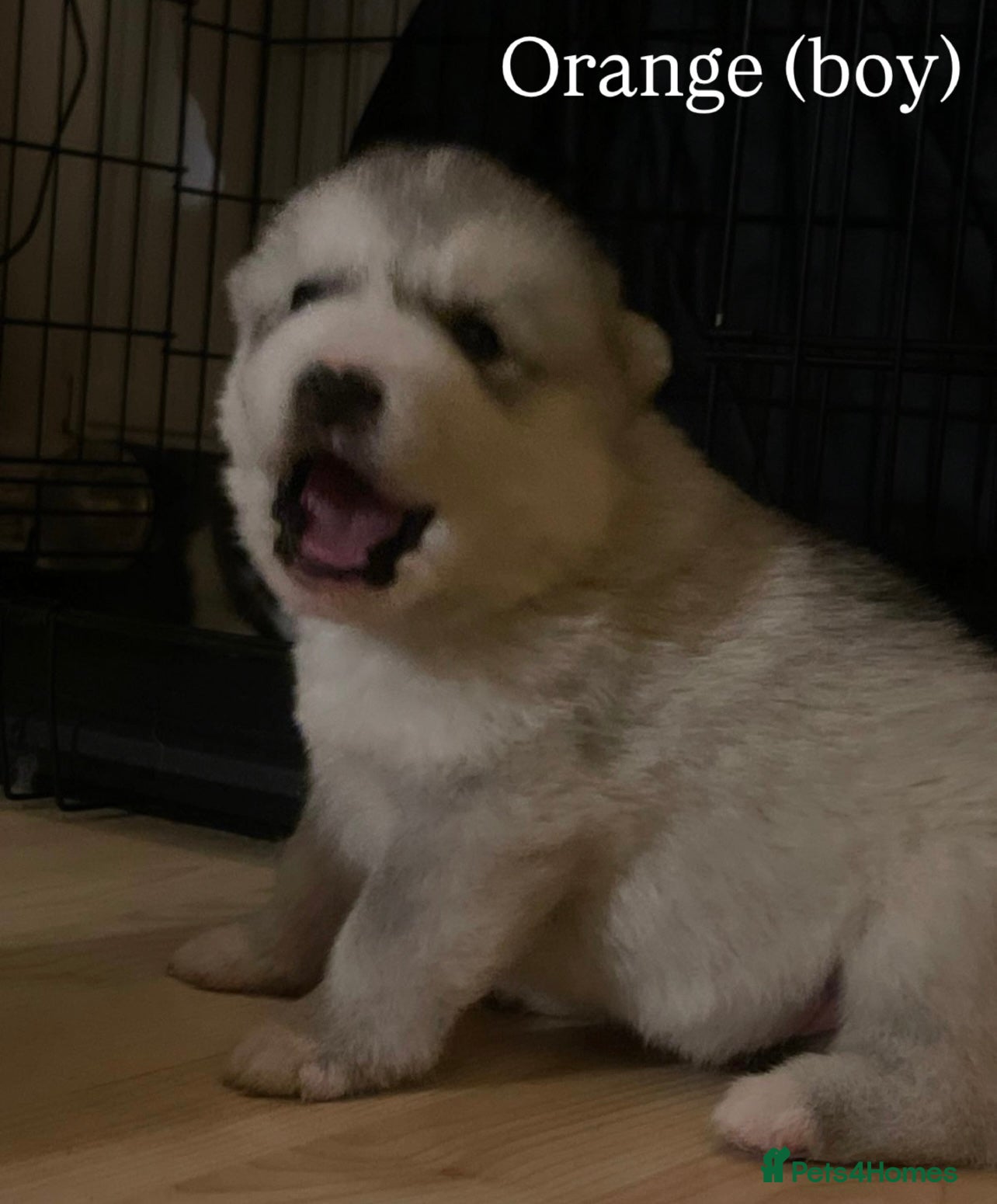 Alaskan Malamute dogs Beautiful Alaskan Malamute Puppies For Sale - Advert 1