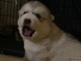 Alaskan Malamute dogs Beautiful Alaskan Malamute Puppies For Sale - Advert 1