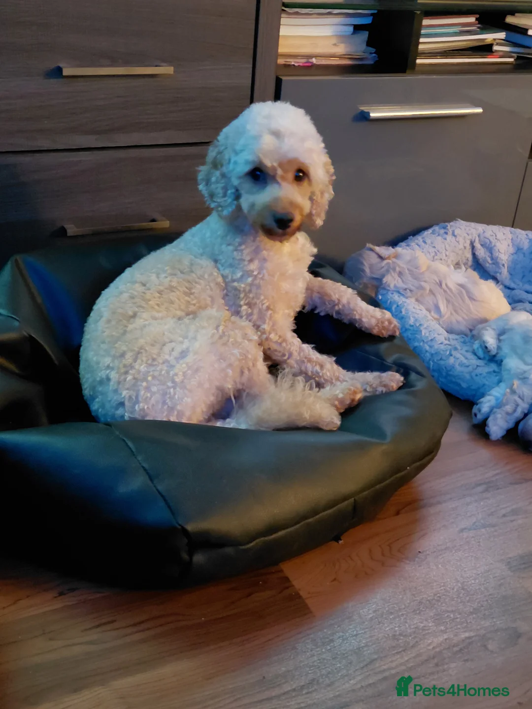 Maltipoo dogs for sale: Only 1 fully vaccinated Maltipoo pup left. - Advert 3