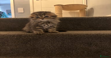 Scottish Fold cats - Advert 14