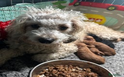 Cavapoo dogs for sale: F1B Cavapoo - Advert 4